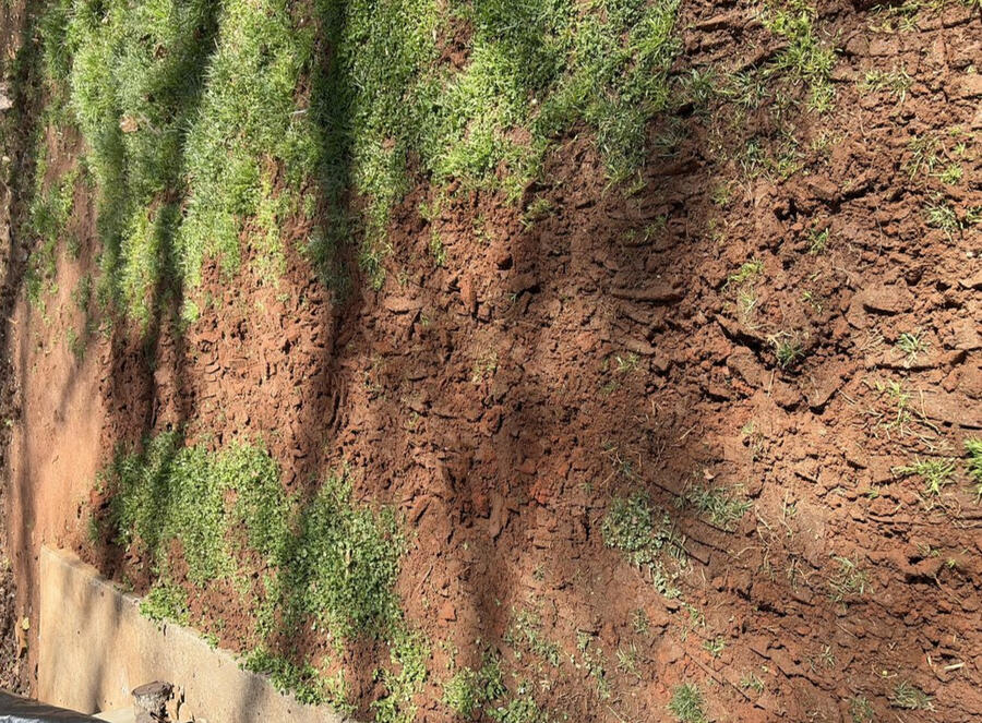 Before — bare clay and damaged lawn